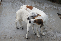 "O cão Lata se apaixonou pela ovelha recém nascida Branca". Foto enviada por Júlio César Moschetta.