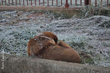 Cão amanheceu com Geada nas costas em 24/07/13 ás 07h30. Foto enviada por Karyn Camargo.