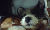 "Foto do nosso mascotinho o Loki". Foto Miguel Felipe Cerati.