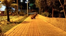 Capivara na Praça da Carroça, em Caçador, flagrada por Leandro Schneicher nesta madrugada (11/01)