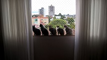 Gatos na janela de apartamento, na Vila Paraíso, em Caçador.