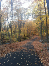 "Mudança de cor das folhas das árvores no parque Twin Brooks na cidade de Trumbull". Foto enviada por Alexandra Pressanto .