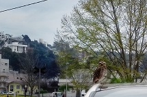 Coruja fotografada em cima de um carro, em frente à Fundação Municipal de Cultura. Foto: Gabriela dos Santos.