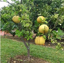 Foto de laranjas, na cidade de Caçador