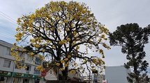 É primavera...
