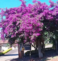 Belas flores...