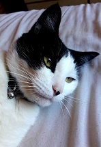 Gato Frederico Alberto desconfiado