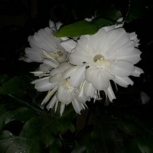 Florescencia. Flor dama da noite