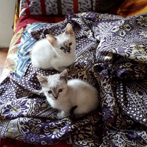 Foto do Dia