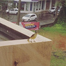 "Não deixe os detalhes passar sem ser percebidos, pois cada detalhe observado você verá o quando é belo e o quanto é maravilhoso a vida!"