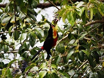 Tucano flagrado no bairro dos Municípios, em Caçador.