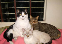 Gatinhos: Nino, Tinho e Tony. Foto de Jocelei Rodrigues.