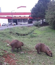 Capivaras no Centro de Caçador