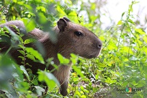 Hoje fui a procura de algumas imagens da mascote da Cidade e consegui algumas imagens de uma família de capivaras são lindas mesmo e deixou eu me aproximar para fazer as fotos elas perceberam que eu não oferecia perigo algum a elas algum para elas então ficaram tranquilas com as fotos e não usei flash para não assustar elas . Mas elas sempre perto de seus filhotes foi muito legal... Obrigado amigas pelas fotos rsrs.