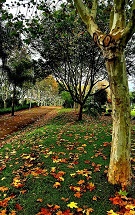 Parque Central... com suas lindas cores