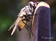 A mosca. Foto: Tiago Gonçalves.