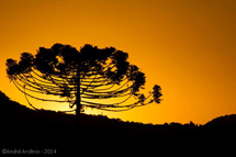 Foto André Arcênio.