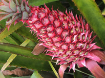 Foto tirada no Rio Grande do Sul (Ananás) por Ramilio Zenere.