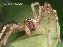 Foto Tiago Gonçalves.