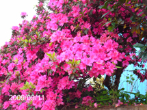 Azaléias. Foto Samira Pontes.