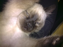 Babusko e seu olhar fatal. Foto Felipe e Karina.