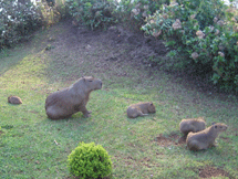 Família de capivaras aproveita o sol da primavera e descansa na margem do Rio do Peixe, no trecho da Beira Rio. Foto Patrícia de Farias. 16/09/2008.