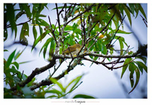 Foto:Márcio Fragoso
