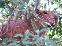 "Numa postura altiva entre os arbustos próximos aos trilhos que cortam Caçador, a capivara observa a cidade que cresce!"Foto:Edison Costa Porto.