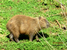 “A capivara pasta às margens do Rio do Peixe bem no centro de Caçador. Ela e seu bando são patrimônio da cidade!” Foto: Edison Costa Porto