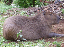 Capivara no jardim. Foto Anderson Tesser.