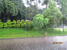 "A beleza da chuva alegrando a vegetação". Foto Edison Costa Porto.