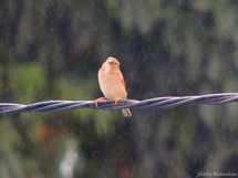 Foto: Joi Bianchin
