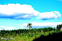 Foto Thabyta Dias.