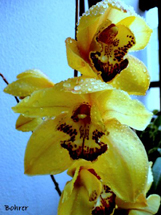 Orquídea. Foto Erci Bohrer.