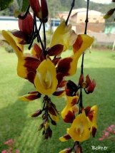 Flores em trepadeira. Foto Erci Bohrer.