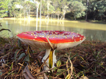 Cogumelo. Foto Andréia Veronese.