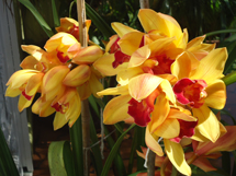 Orquídea. Foto enviada por Samira Pontes.