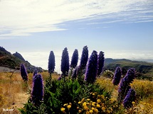 Flores lilás.
