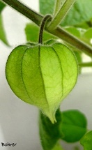 Physalis