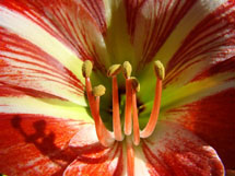 "Lírio: detalhes que no dia-a-dia passam despercebidos. É a beleza da natureza que está sempre nos surpreendendo". Rodrigo Ferlin. Setembro 2008.