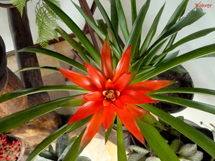 "A leveza da Flor". Foto Erci Bohrer