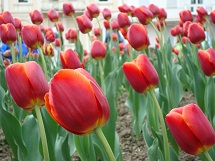 Lindas Tulipas. Foto Erci Bohrer