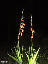 "A beleza da flor". Foto Erci Bohrer.