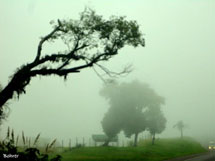 Neblina em Irani às 15:00horas do dia 19/03/2014. Foto Erci Bohrer.
