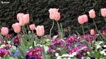 Tulipas fotografadas por Erci Bohrer