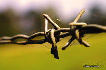 Foto Alan Carlos Arrais.