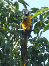 “Arara comendo fruto da seringueira”. Foto Luciana Foresti.