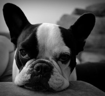 "Otto, o buldogue francês". Foto enviada por Jessica Mello.