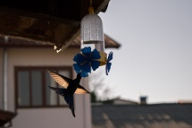 Foto de beija-flor feita no dia 08 de setembro