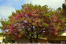 Cerejeira e suas lindas flores...